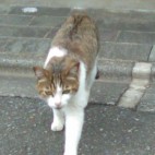 たなぶん